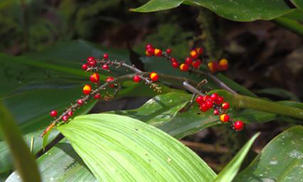 Arfak German Camp Berries