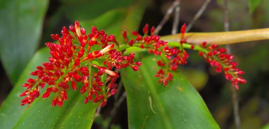 Arfak German Camp Flower Xxx Red