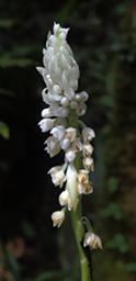 Arfak German Camp Flower Xxx White
