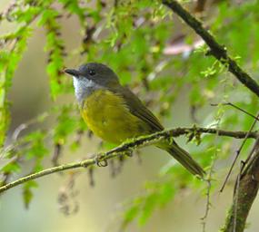 Arfak German Camp Bird Vogelkop Whistler