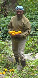 Arfak German Camp Zeth Passion Fruit