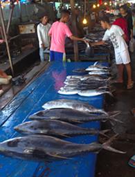 Arfak Manokwari Fish Market