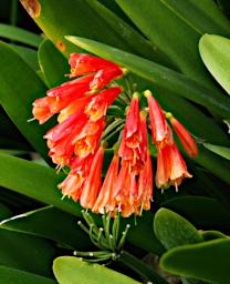 Flower Xxx Red