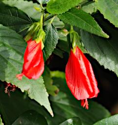 Flower Xxx Red