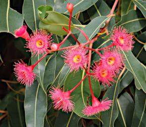 Flower Xxx Pink