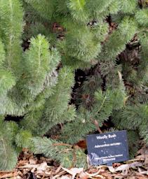 Woolly Bush