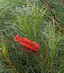 Flower Xxx Red