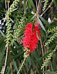 Flower Xxx Red