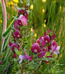 Perth Flower Magnificent Prostanthera
