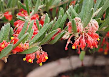 Perth Flower Pouched Grevillea