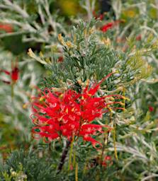 Perth Flower Spider Net Grevillea Grevillea Preissii Glabrilimba
