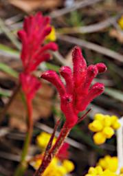 Perth Flower Kangaroo Paw Anigozanthos