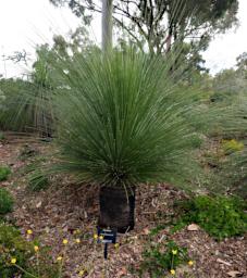 Perth Grasstree Xanthorrhoea Preissii