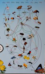 Perth Sign Web Of Life