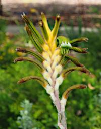 Perth Flower Kangaroo Paw