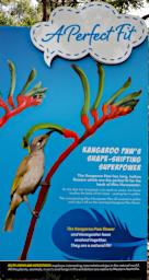Perth Sign Kangaroo Paw