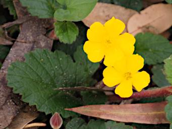 Perth Flower Hibbertia