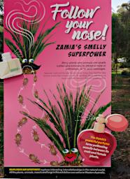 Perth Sign Zamia