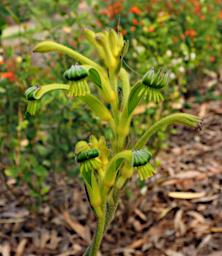 Perth Flower Green Kangaroo Paw Anigozanthos Viridis