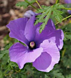 Perth Flower Lilac Hibiscus Alyogyne Huegelii