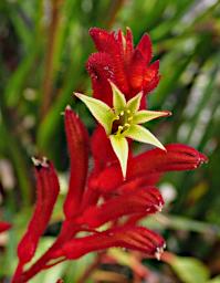 Flower Xxx Red