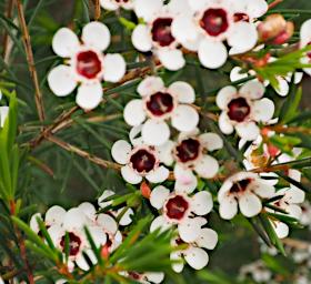 Perth Flower Chamelaucium Conostigmum