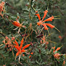Flower Xxx Orange