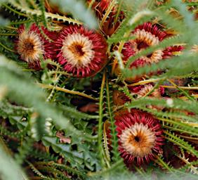 Perth Flower Honeypot Dryandra Banksia Nivea