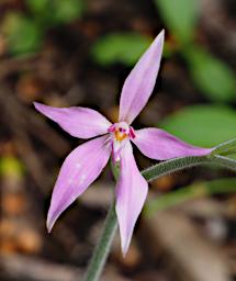 Flower Pink Fairy Caladenia Latifolia