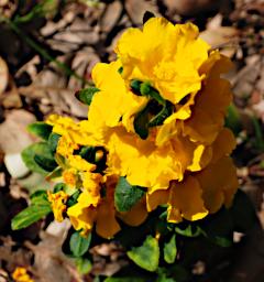 Flower Xxx Yellow