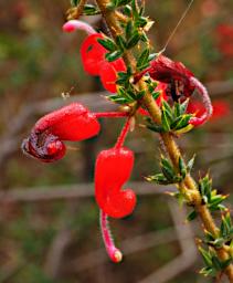 Perth Flower Star Leaf Gravillea Grevillea Asteriscosa