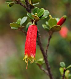 Perth Flower Nematolepis Phebalioides