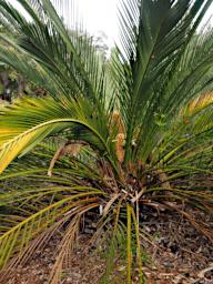 Perth Shrub Zamia