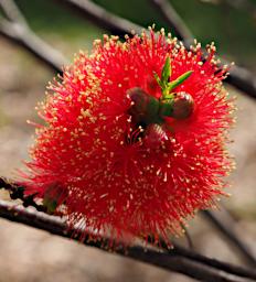 Perth Flower Scarlet Honeymyrtle Melaleuca Fulgens