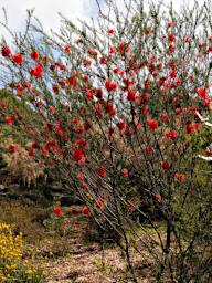 Perth Flower Scarlet Honeymyrtle Melaleuca Fulgens
