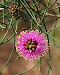 Flower Xxx Pink