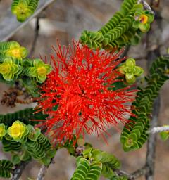Flower Xxx Red