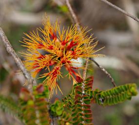 Perth Flower Sand Bottlebrush Beaufortia Squarrosa
