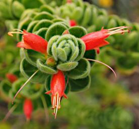 Perth Flower Eremophila Splendens