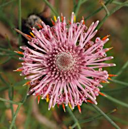 Flower Xxx Pink