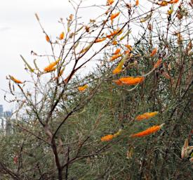 Flower Xxx Orange