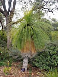 Perth Plant Kingia Kingia Australis