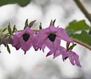 Perth Flower Thomasia Purpurea