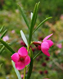 Perth Flower Harlequin Boronia Megastigma