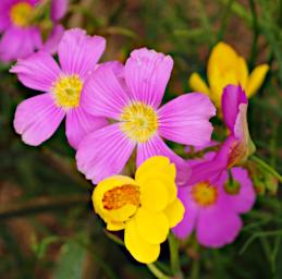 Flower Xxx Pink Yellow