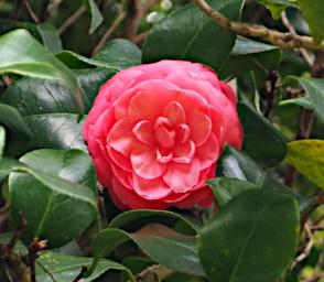 Flower Xxx Red