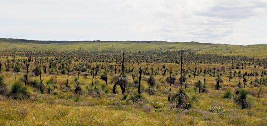 Nambung NP Pinnacles Grasstrees