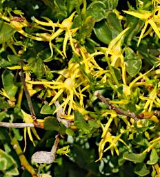 Nambung NP Pinnacles Flower Xxx Yellow