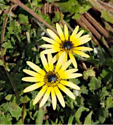 Nambung NP Pinnacles Flower Xxx Yellow