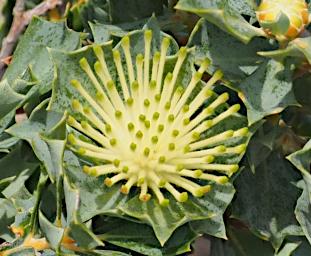 Nambung NP Pinnacles Flower Xxx Yellow